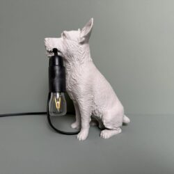 Jack Russell 1