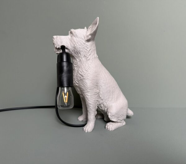 Jack Russell 1