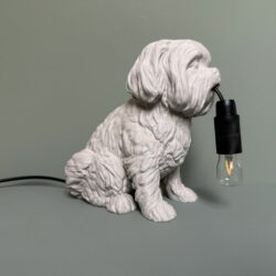 Shih Tzu 1